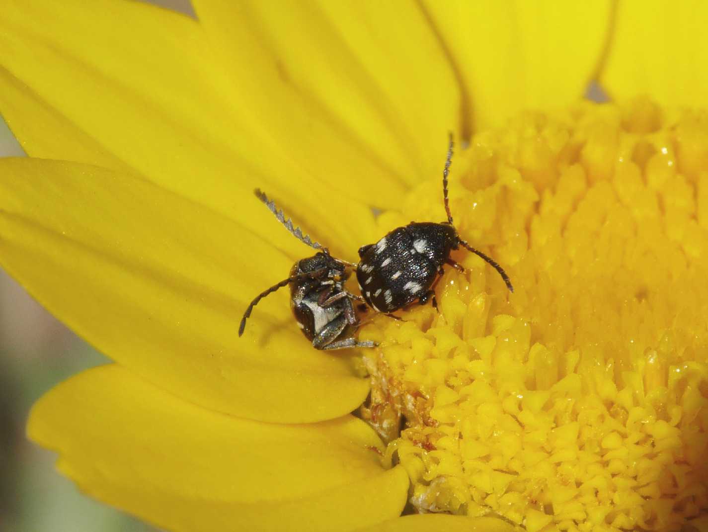 Chrysomelidae Bruchinae